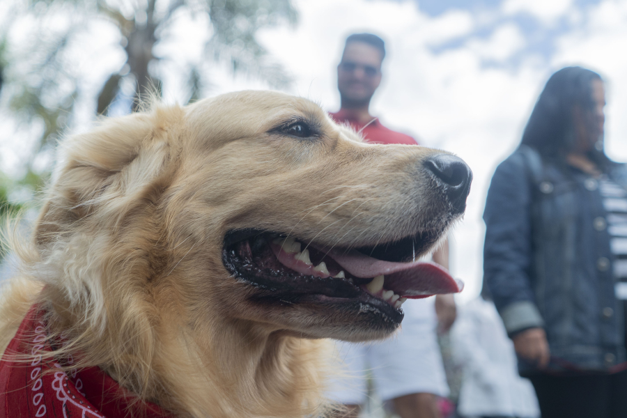 Prefeitura realiza dois dias de vacinação antirrábica nessa semana