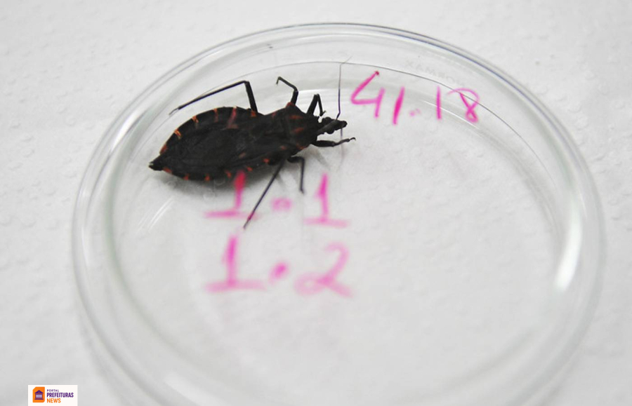 Estados ampliam vigilância, orientações sanitárias e fiscalização do processamento de alimentos como o açaí